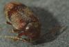 Ochina ptinoides